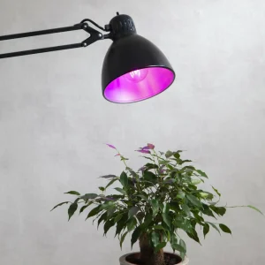 Store Ampoule à incandescence LED pour plantes, A60, E27, 6,5 W rouge Éclairage Technique